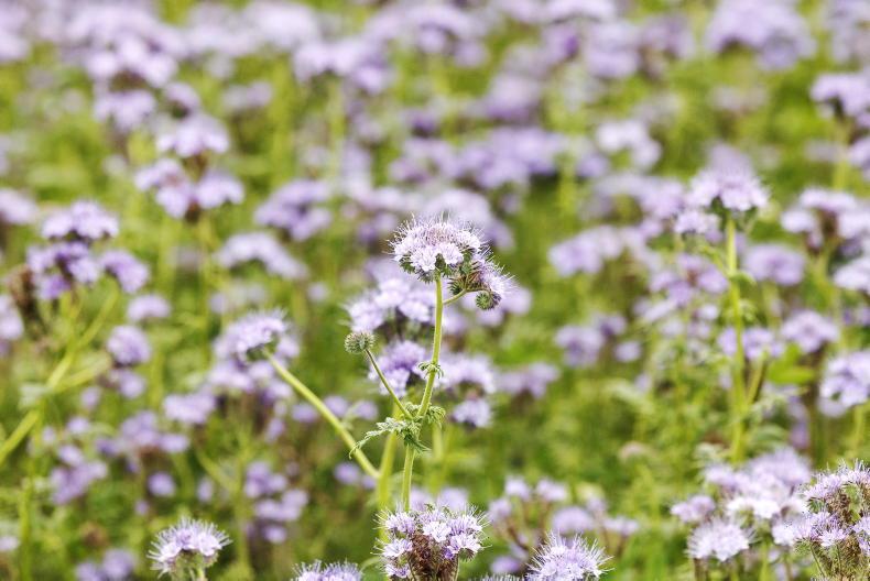 Exclusive: cover crops could be causing more problems than they solve