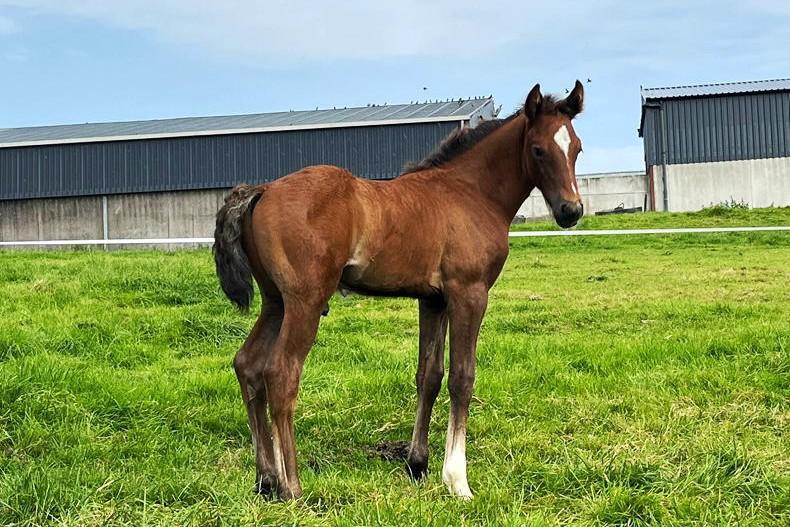 Tuirseach?... You’re supposed to be!