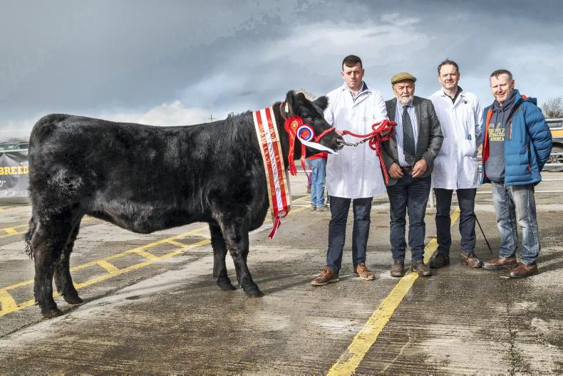 New female record set at Munster Angus Breeders’ sale