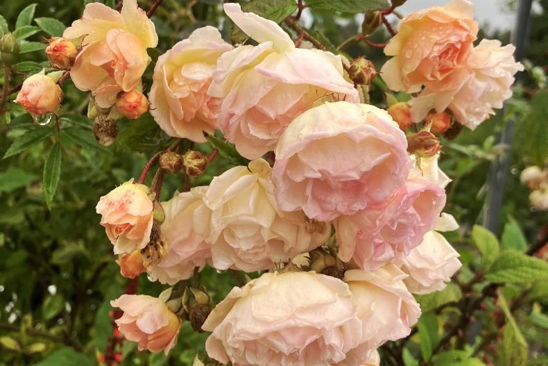 Gardening with Mary: keep blooming all winter long