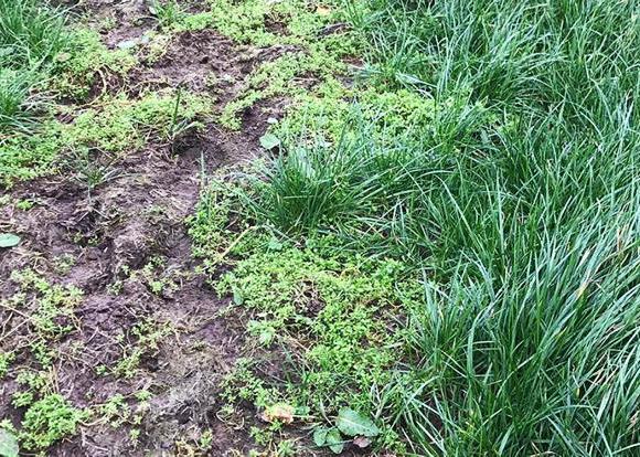 Home Farm: Grass growth and slugs