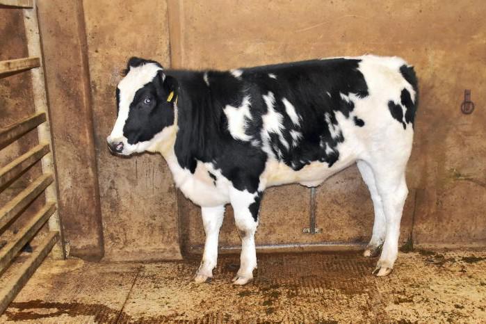 Robust trade for cattle in Dungannon