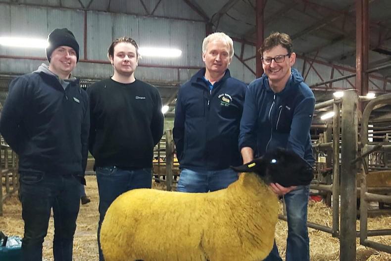 Suffolk Ewes flying high at Western Stars annual sale