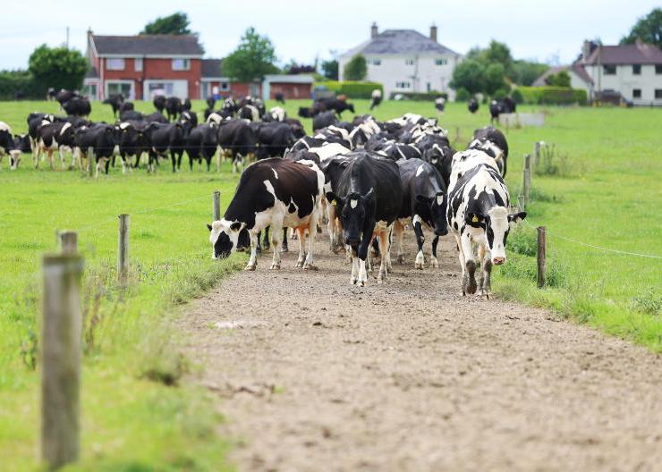 What do the draft NAP proposals mean for dairy farms?