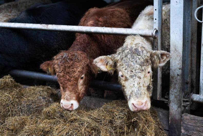 Farmer Writes: strong interest from farmers at suckler mart event in Donegal
