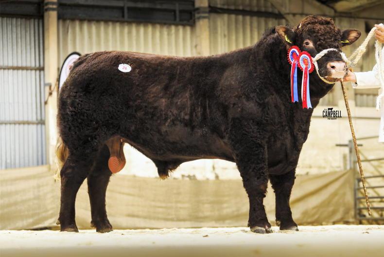 Salers shatter records at Castle Douglas