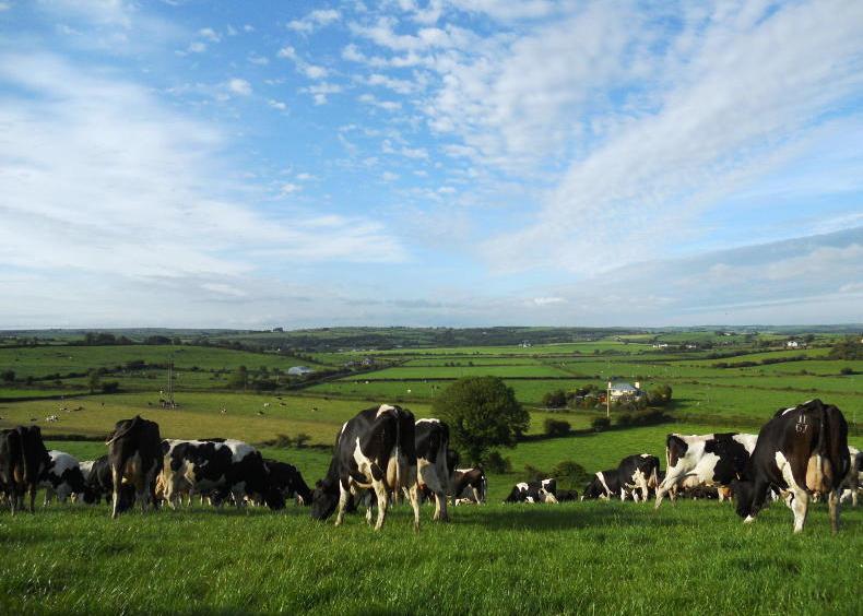 NCBC denies any involvement in IHFA nucleus herd plan