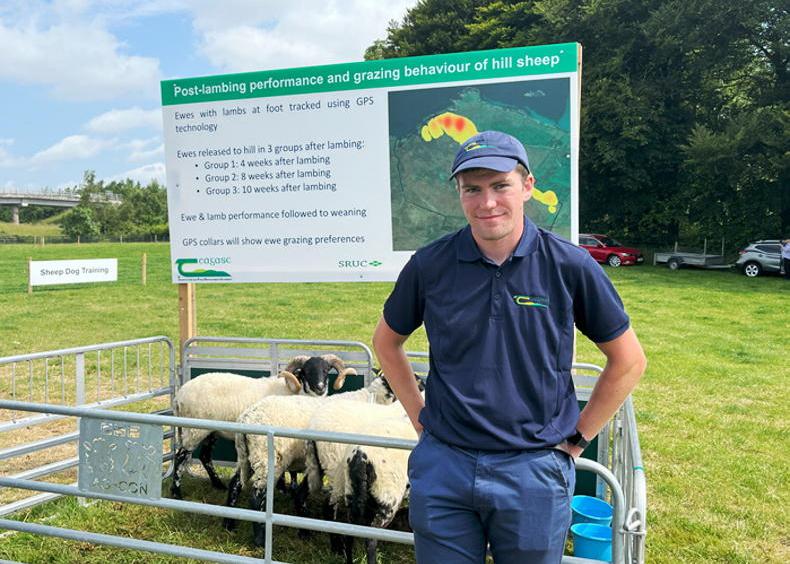 Investigating the performance of ewes and lambs on upland grazing