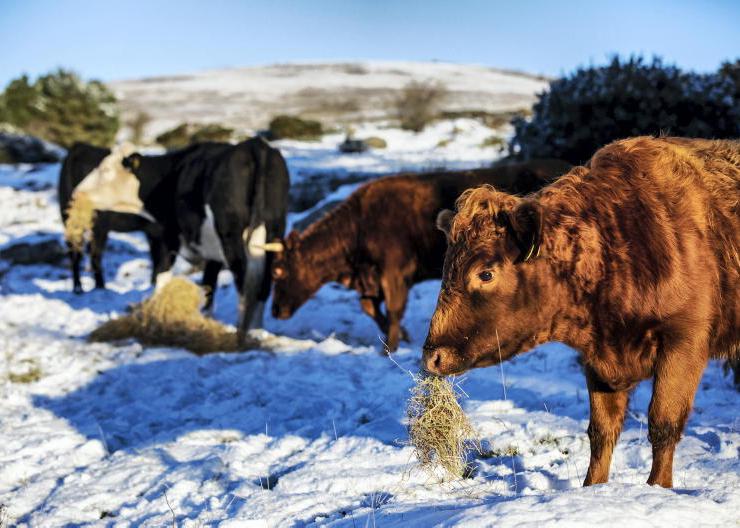 Ten essentials for the farm this winter 