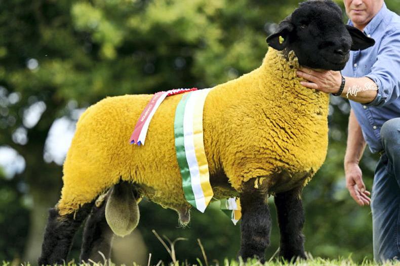 Top genetics at annual Black Beauties sale 