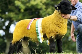 Top genetics at annual Black Beauties sale 