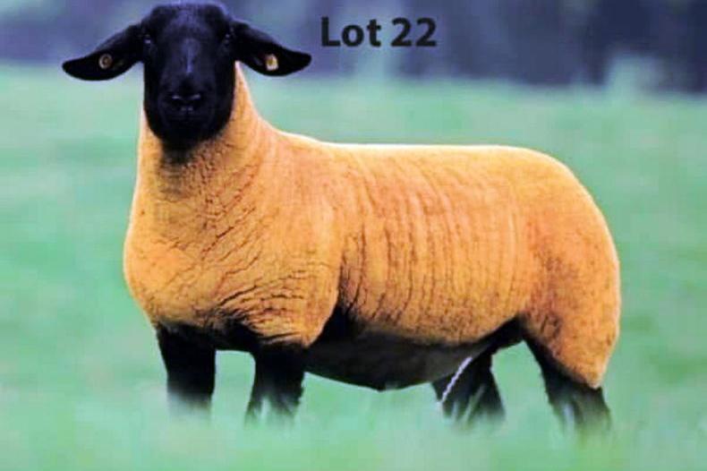 Top of €4,400 at Kells Suffolks production sale
