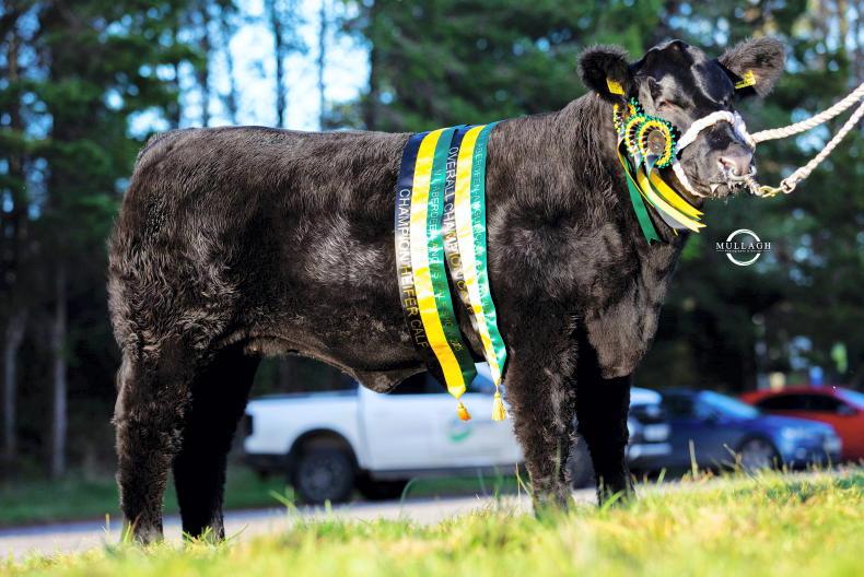 Drumhill makes it two in a row at Angus calf show