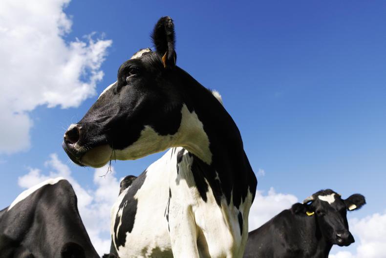 West-Cork dairy success stories