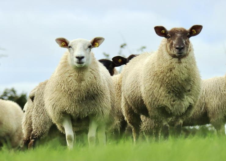 Promoting optimum performance in breeding ewe lambs