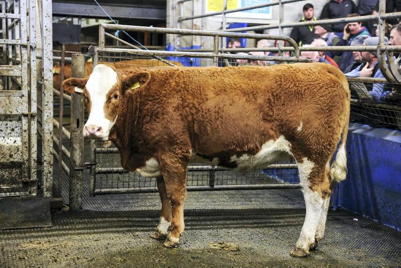 Tullamore Farm sees average of €4,870 for in-calf lots