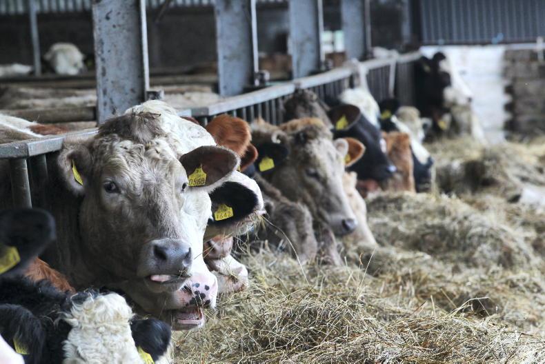 Factory returns lag NI marts for cows