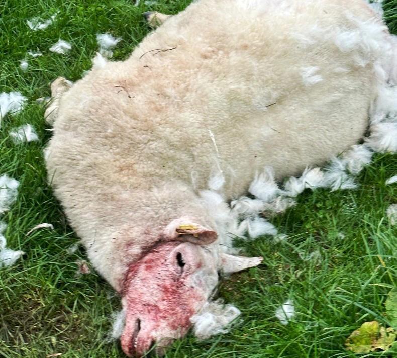 Farmer shoots dog after eight ewes are killed 