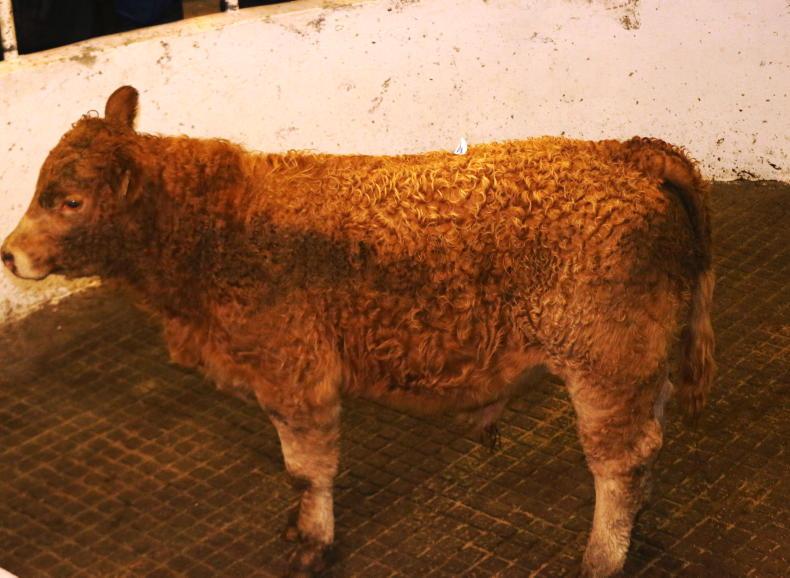 Camera at the Mart: 99% clearance in Granard for weanlings