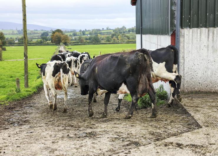 Dairy farm emissions drop for first time since 2015