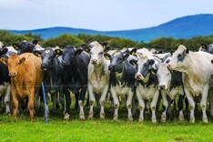 New BVD positives may raise biosecurity and stock movement concerns