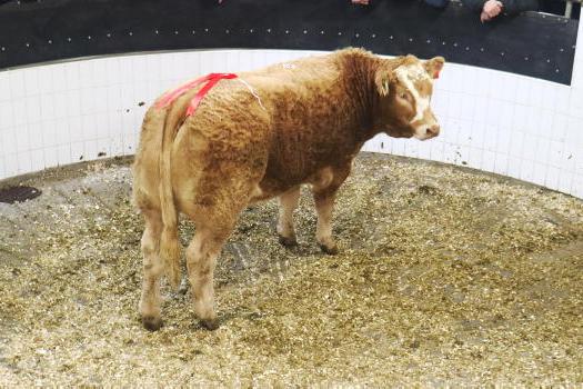 Camera at the Mart: excellent trade for heifers in Roscommon