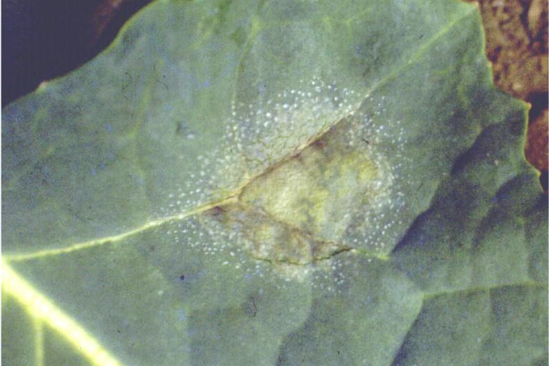 Tillage Management: oilseed rape, hedges and soil samples