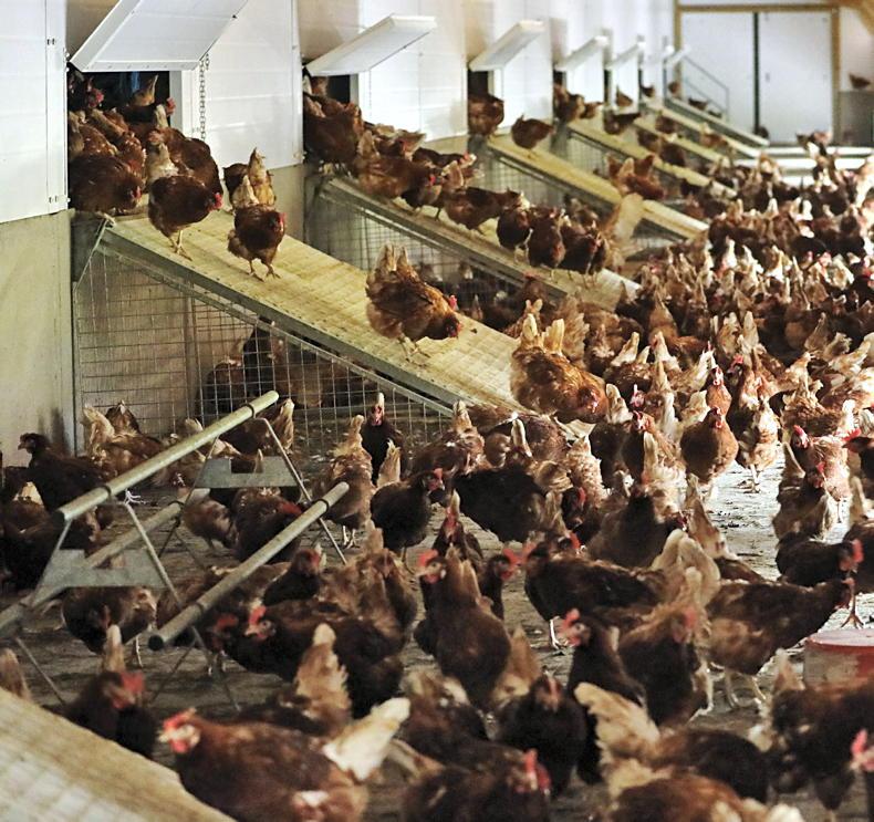 Editorial: avian flu highlights cost of disease