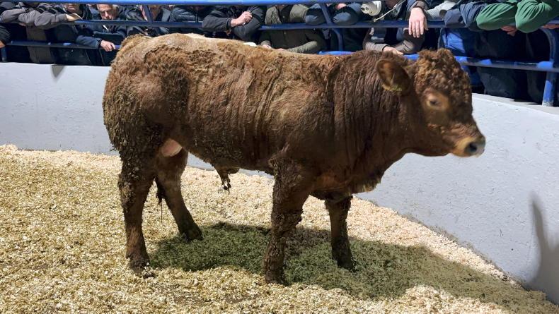 Martbids Database: heifer trade takes a hit       