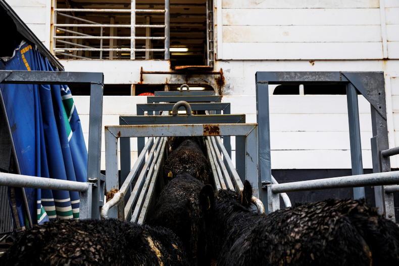 Beef prices dent cattle exports