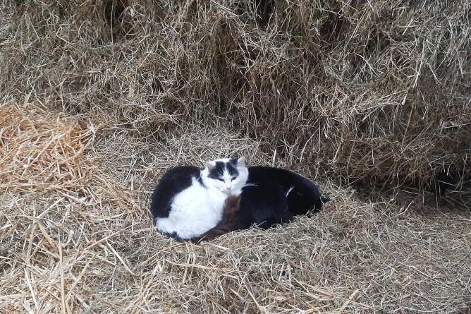 Is the bell tolling for cats?        