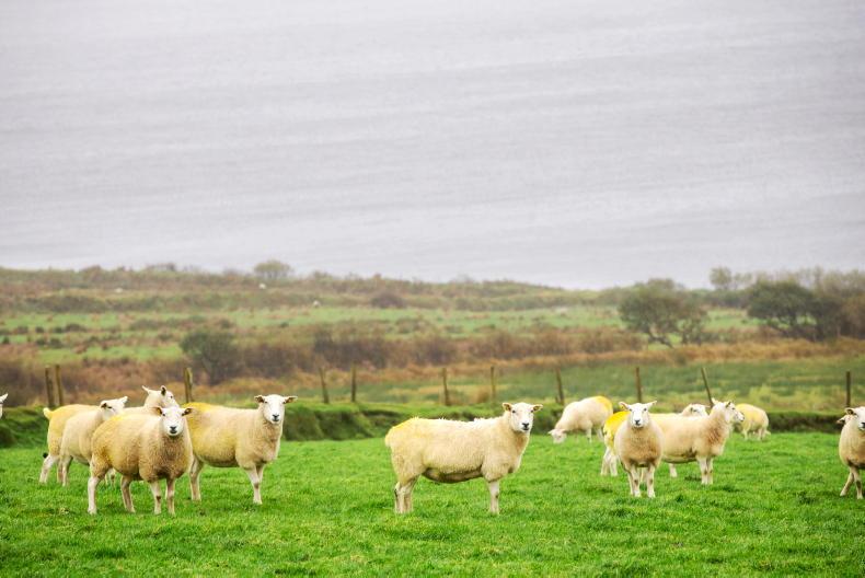 €556m worth of non-residential farmland bought in 2024