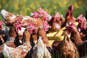 Housing order put in place due to bird flu