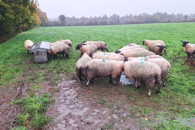 Sheep Management: complying with the CLP and supplementing lambs at grass