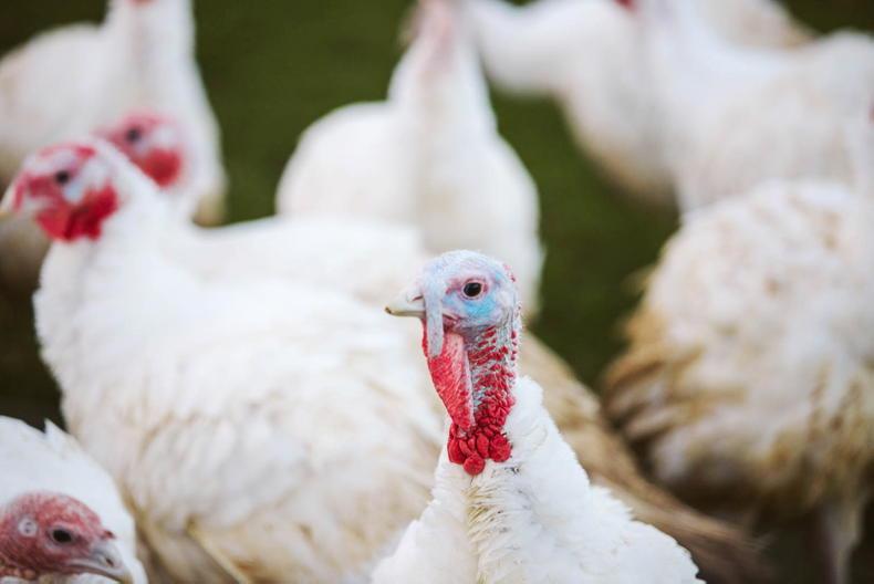 Housing order for poultry announced to curtail bird flu outbreaks 