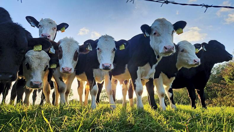 Payment cuts to beef and sheep schemes