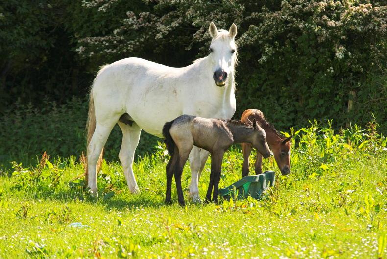 LESS declarations near completion as attention turns to rare breeds