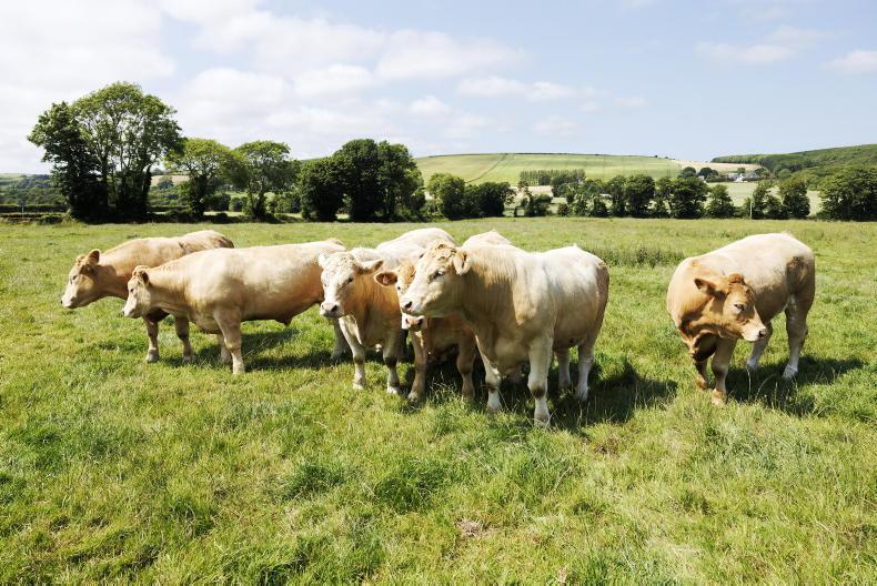 Beef Trends: cattle shortage pushing prices upwards