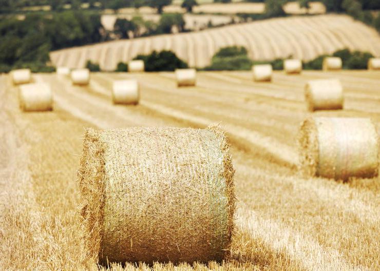 Poor weather kick-starts straw buying