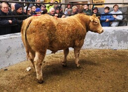 Cattle sales in the marts exceeding expectations