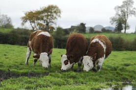Grass+ Beef: wet weather forces majority of stock indoors
