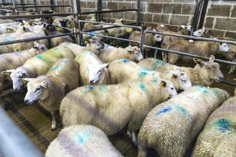 Sheep mart prices: heavier lambs up €1 to €4/head
