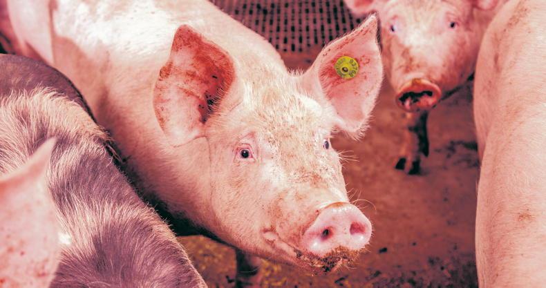 MSD Animal Health worms go under the radar
