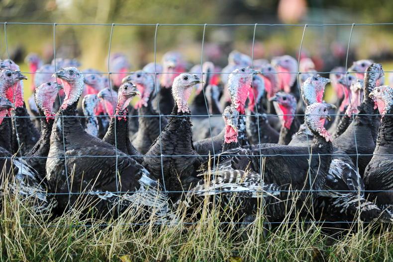 Bird flu outbreak on Meath farm 