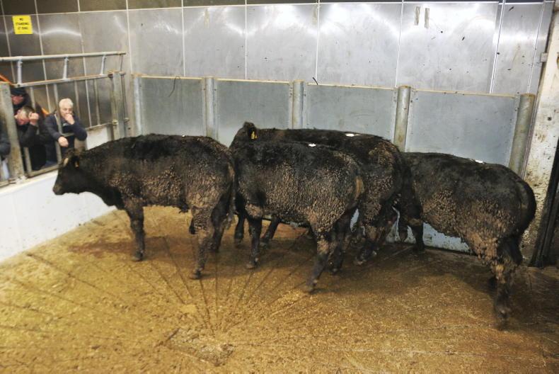 Camera at the Mart: quality store cattle hold firm in Kilkenny