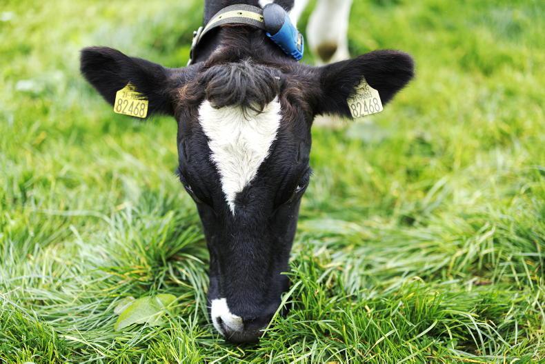 The Grass Week: muggy and wet weather not ideal for grazing or housing