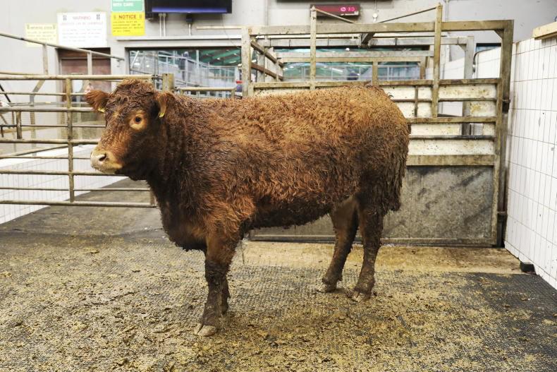 Watch: cull cows a sharper trade in Ennis