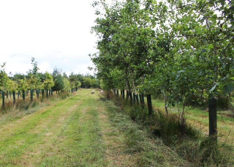 Forests and food main topics to headline agroforestry event