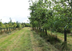 Forests and food main topics to headline agroforestry event