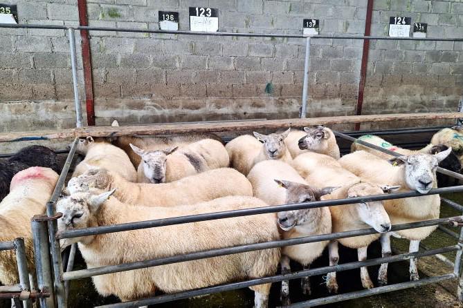 In pictures: more bite as ewes sell to €2.48/kg in Mountbellew Mart